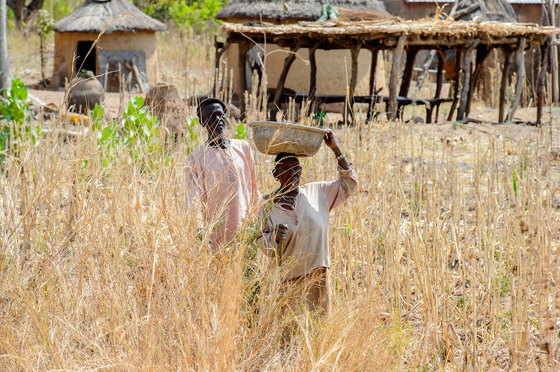 Unidentified Tammari an elderly woman with a basin on her head and an old man walk near dry bushes in the village. Tammaris are ethnic group of Togo and Benin